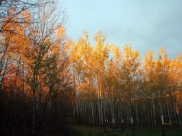 I’m sorry I haven’t blogged lately