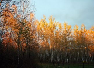 I’m sorry I haven’t blogged lately