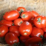 Turkish-tomato_7560