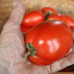 Turkish-tomato_7561