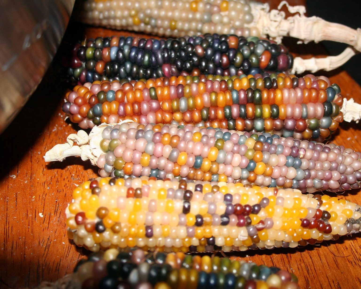 I just seeded out some Glass Gem popcorn