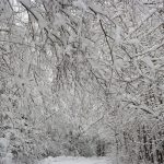 November-snow_7691