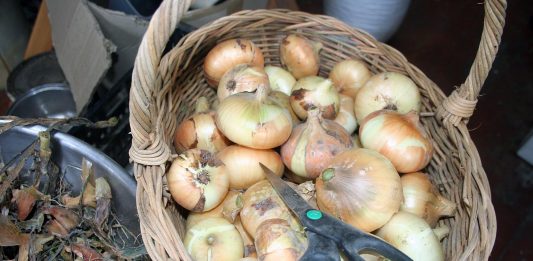 Today it’s snowing and blowing.