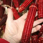 Papas-red-corn_7649