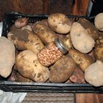 Potatoes_7647