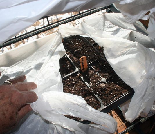 Three feet of snow, -5 F, and I’m starting to plant