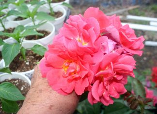 It never rains but it pours