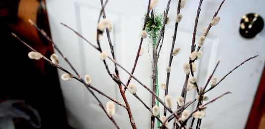 Today I saw our first pussy willows!