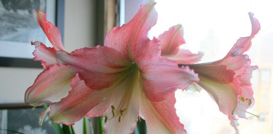 The sun’s out and the sandhill cranes are flying