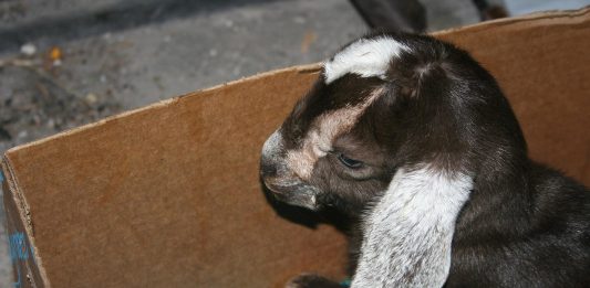 It’s raining baby goats at our homestead
