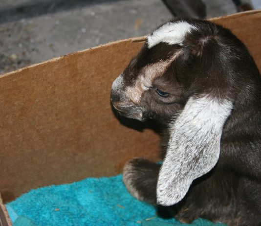 It’s raining baby goats at our homestead