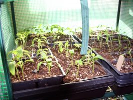 Our latest snow is helping fix last year’s drought