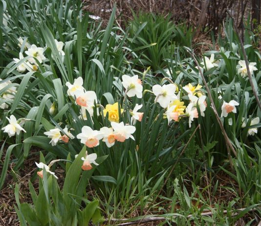 We’ve finally got spring. Again.