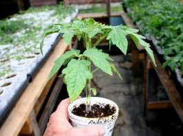 I’m five flats into planting squash seeds