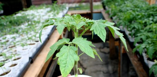 I’m five flats into planting squash seeds