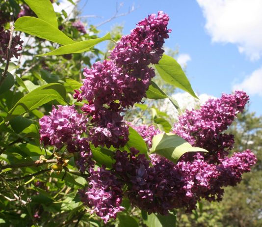 Nice weather equals busy us