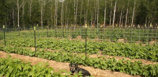 It’s hard to weed when it pours every ten minutes