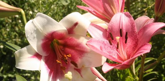 Weeds and bugs, oh my!