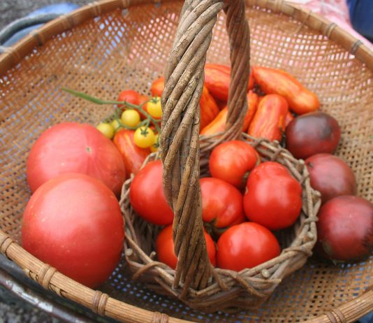 Harvest is starting, big time!