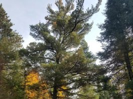 Yep, we’re still harvesting