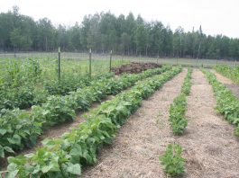 We’re already planning next year’s gardens