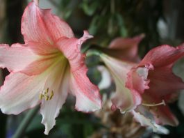 The sun is slowly melting our snowbanks