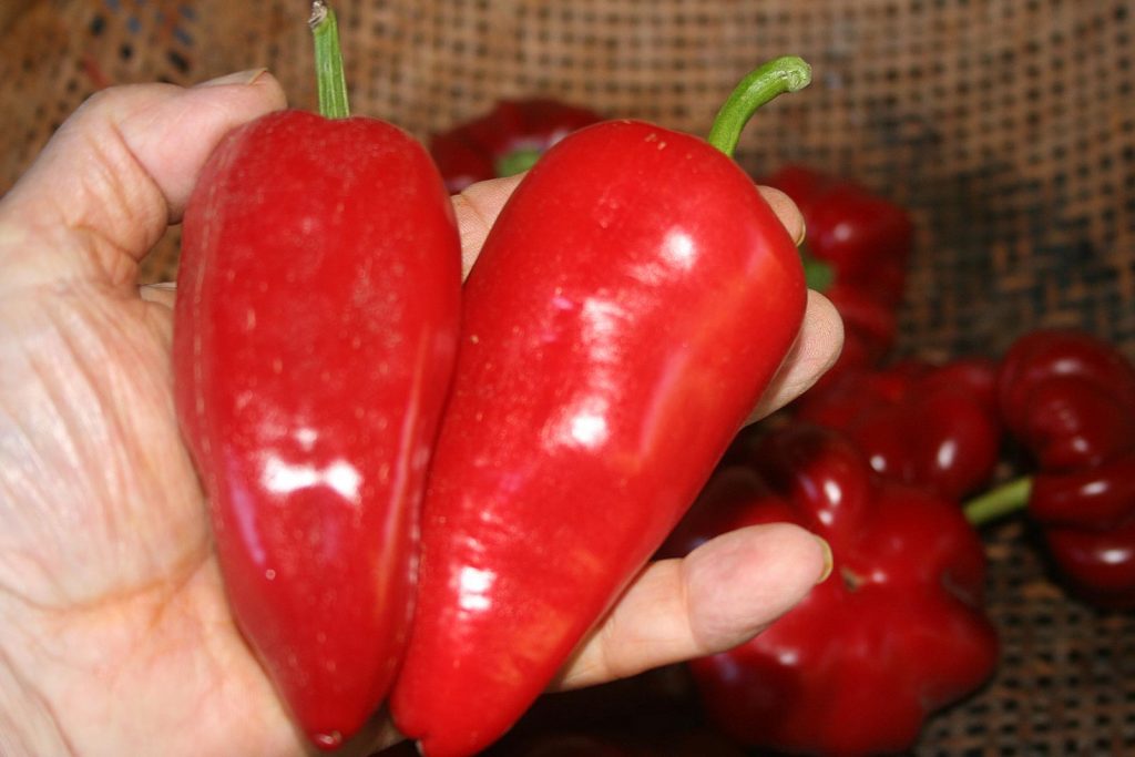It’s pepper planting time at the homestead