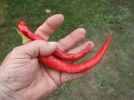 It’s pepper planting time at the homestead