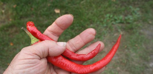It’s pepper planting time at the homestead