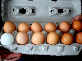 We added a new breed of chicken to the homestead