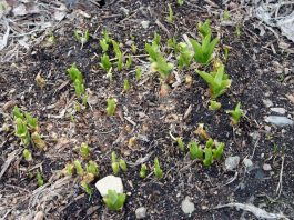 I think spring has finally sprung