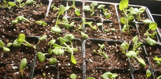 Our big snowstorm turned out to be a non-event