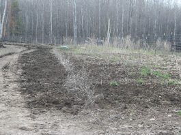 I think I’m finally done planting indoors