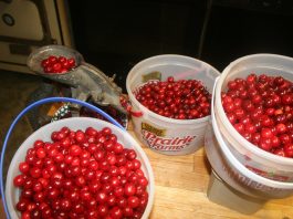 My cherry pitter came