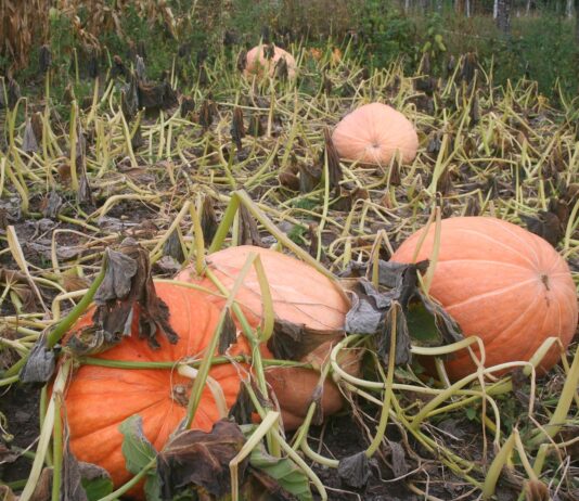 Talk about rushing around!