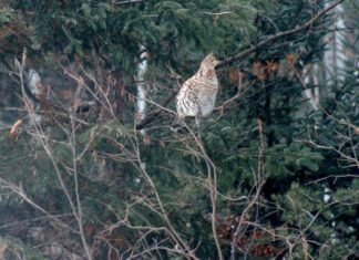 We had a very nice Thanksgiving