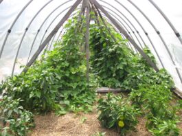 With my canning, growing plants, and bulk bags of seed, our back porch is a MESS