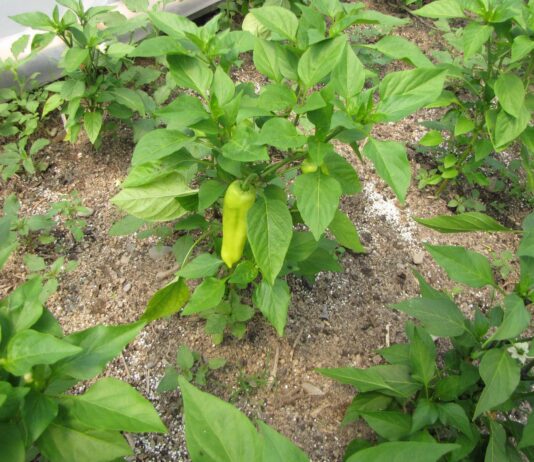 I’m all set to start planting our first pepper seeds