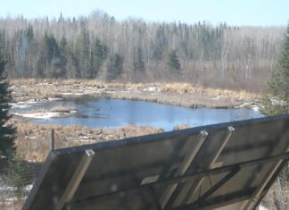 The sun is out, and the birds are singing