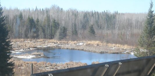 The sun is out, and the birds are singing