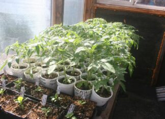 More sun, more work!