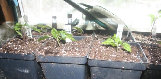 We’re starting up the heat in the greenhouse