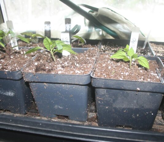 We’re starting up the heat in the greenhouse