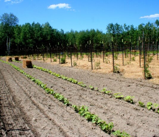 We’re about done planting — and replanting.