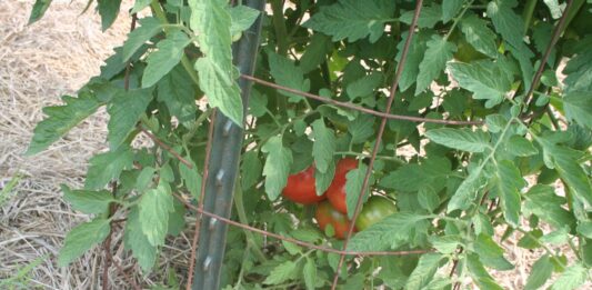 It’s being “one of those” gardening years