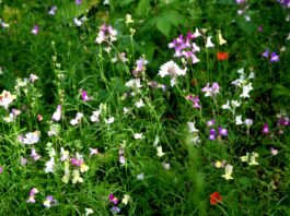 Why bother canning so much?