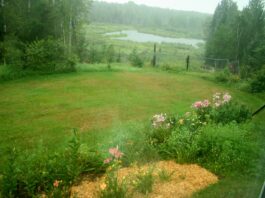 Finally, our thirsty gardens got rain