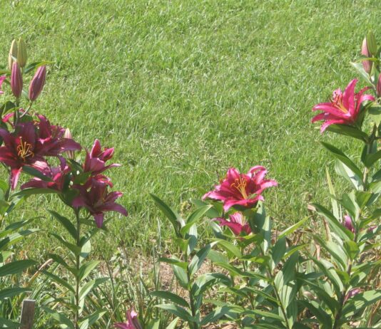 We’re starting our first serious harvest