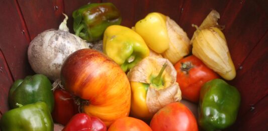 Our tomatoes are ripening quickly now