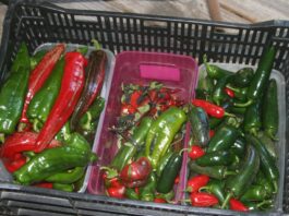 We had 30 degrees F for an hour